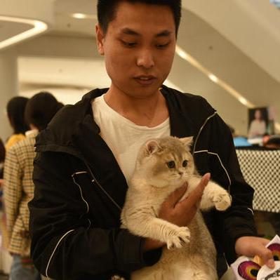 如何创作独特有趣的猫咪成人最新地域网名？让您的猫咪在网络世界中脱颖而出！