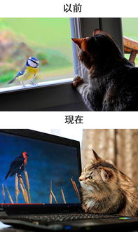 四不像正版资料免费大全|未来科技改变生活方式_电影款.0.943